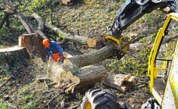 012 - opfer der renaturierung